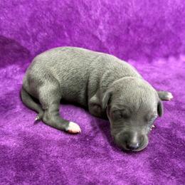 Satin - Blue female Whippet puppy in Gentry, Arkansas from Mardel Robeson of Mulberry Hollow Whippets