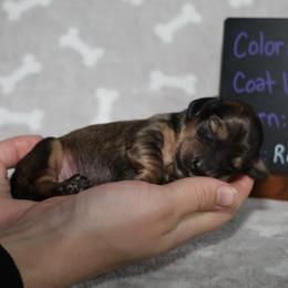 Rolo (light blue collar) - Cream male Dachshund puppy in Prospect, Oregon from Spunky Sausage Pups