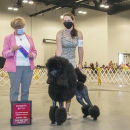 Jelly - Poodle
