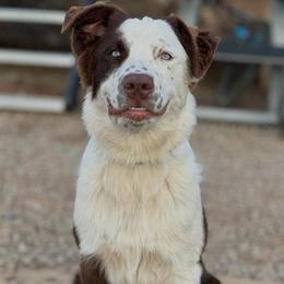 Scout - Red & white male Australian Shepherd puppy in San Marcos, California from Faith Family Freedom Farm