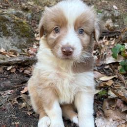 Walter - Red merle male Australian Shepherd puppy in Grants Pass, Oregon from Carmel Mountain Aussies