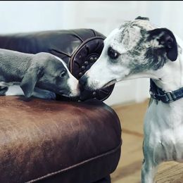 Whippet Puppies from Firefly Cove Whippets