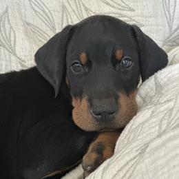 Doberman Pinscher Puppies from Noble Doberman
