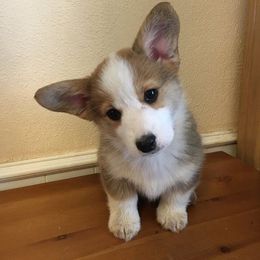 French Bulldog and Pembroke Welsh Corgi Puppies from Top Shelf Corgis