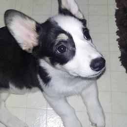 Pembroke Welsh Corgi Puppies from Corgis with Character