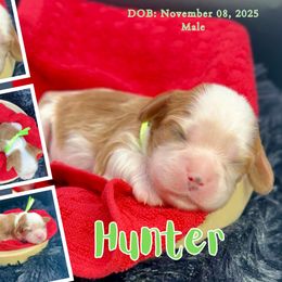 Hunter - Blenheim male Cavalier King Charles Spaniel puppy in El Dorado Springs, Missouri from Cavish's Missouri Cavaliers, Cavapoos, and Miniature Poodles