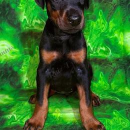 Purple - Black and rust female Doberman Pinscher puppy in Louisville, Kentucky from Ruiz Dobermans