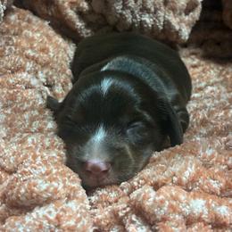Rocco - Chocolate male Dachshund puppy in Eaton, Ohio from Miniature Alphas Dachshunds