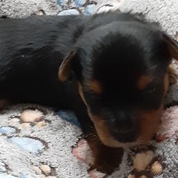 Kobi Bay - Black and tan male Yorkshire Terrier puppy in Gurley, Alabama from Rhondas yorkies