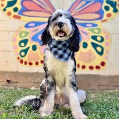 Assorted Doodle Crosses, Aussiedoodle, Australian Mountain Doodle, and Miniature Australian Shepherd Puppies from Aspen Mountain Doodles LLC