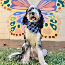 Assorted Doodle Crosses, Aussiedoodle, Australian Mountain Doodle, and Miniature Australian Shepherd Puppies from Aspen Mountain Doodles LLC