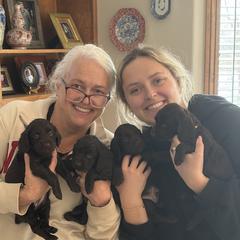 Male 1 - Brown male Boykin Spaniel puppy in Victoria, Minnesota from Northern Flight Boykins