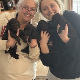 Male 1 - Brown male Boykin Spaniel puppy in Victoria, Minnesota from Northern Flight Boykins