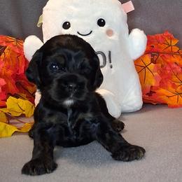 Abigail - Black and tan female Cocker Spaniel puppy in Crossville, Tennessee from Timber Sunrise Cockers