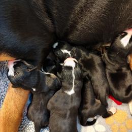 Puppy 5 - Black, white and red male Greater Swiss Mountain Dog puppy in Conroe, Texas from S’rendi Greater Swiss Mountain Dogs