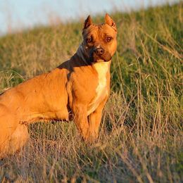 American Pit Bull Terriers and American Staffordshire Terriers from Sunrise Kennels