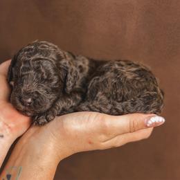 Iris - Brown female Poodle puppy in Midwest City, Oklahoma from Strawberry Hill Puppy Patch