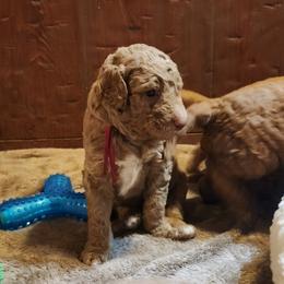 Amber - Caramel female Labradoodle puppy in Fostoria, Michigan from North Country Kennel Club