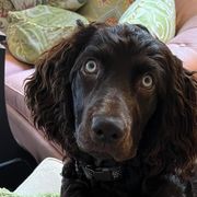 Boykin Spaniels from Drakes Creek Boykins LLC
