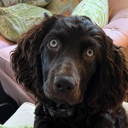 Boykin Spaniels from Drakes Creek Boykins LLC