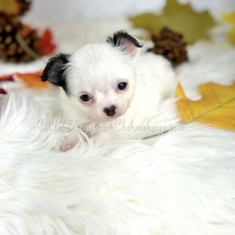 Nedra - Black and white female Chihuahua puppy in Anderson, South Carolina from Lil Treasures Chihuahuas