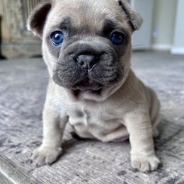 French Bulldog Puppies from Upcountry Frenchies