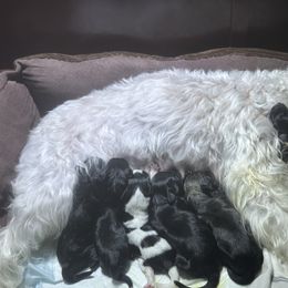 Miniature Schnauzer Puppies from Home Sweet Home Schnauzers