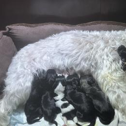 Miniature Schnauzer Puppies from Home Sweet Home Schnauzers