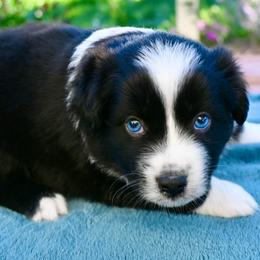 Malana - Black & white female Miniature American Shepherd puppy in Damascus, Oregon from Rebel Soul Minis