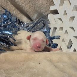 Ginger - White and black female Dalmatian puppy in Claremore, Oklahoma from Lotsofdots Dalmatians