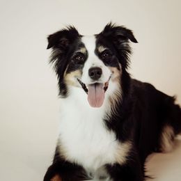 Jojo - Australian Shepherd