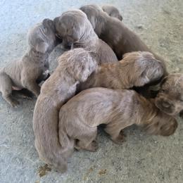 Cane Corso Puppies from Southern Sugar Cane Corso LLC