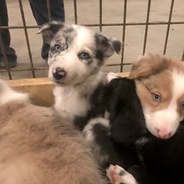 Border Collie Puppies from HC Kennels