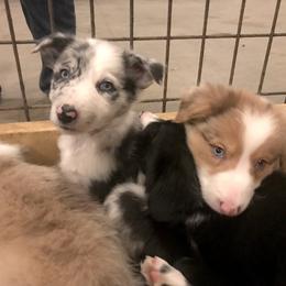 Border Collie Puppies from HC Kennels