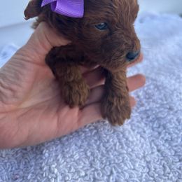 Girl 2 - female Poodle puppy in Mint Hill, North Carolina from DoodleForever
