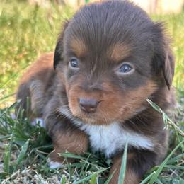 Girl 1 - Red tri female Miniature Australian Shepherd puppy in Amarillo, Texas from Duclops Ranch Aussies