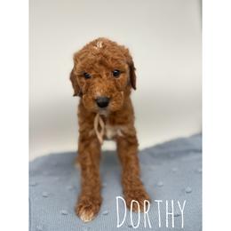 Dorthy - Red  female Goldendoodle puppy in Smithfield, Kentucky from KBK9 Kennels