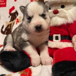 Siberian Husky Puppies from Siberian Huskies-Beckham the Great