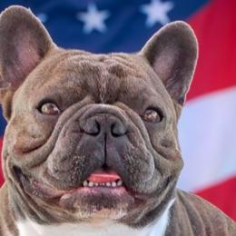 French Bulldogs from Luvafrenchbulldog