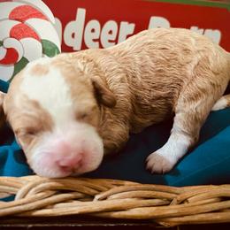Rudolph - Red male Cavapoo puppy in Bradenton, Florida from Christianna’s Mini Goldendoodles