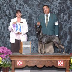 Myrtle - Xoloitzcuintli