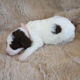 Pearl - Chocolate female Assorted Doodle Crosses puppy in Heyburn, Idaho from Royal T Acres