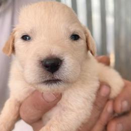 Girl 3 - White female Great Pyrenees puppy in Elfrida, Arizona from Outlaw Acres Farm & Kennels