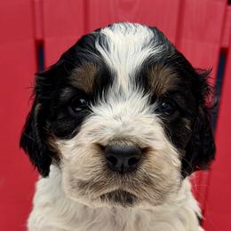 Ranger - Black white and tan male English Springer Spaniel puppy in Madison, Indiana from McCollough's Pawsome Spaniels and Danny's Delightful Dachshunds