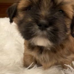 Lhasa Apso Puppies from Lhasa Fur Life