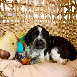 Sadie - Black and white female English Springer Spaniel puppy in Palmdale, California from Legacy