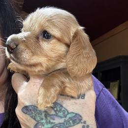 Carter - Fawn (isabella) and cream male Dachshund puppy in Cabool, Missouri from Dachshund's of Country Magic Farms in Missouri
