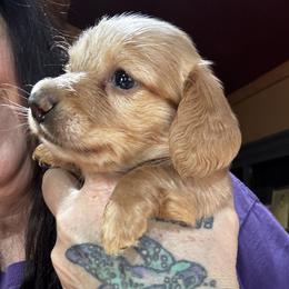 Carter - Fawn (isabella) and cream male Dachshund puppy in Cabool, Missouri from Dachshund's of Country Magic Farms in Missouri