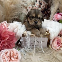 Harlo - Fawn male Companion Cross puppy in Hugo, Oklahoma from Mini hippo land