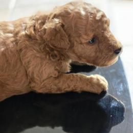 Ginger - Apricot female Poodle puppy in Cedar Grove, North Carolina from Toy Poodles of NC